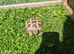 6 year old male