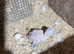 Breeding pair Ducorps cockatoo