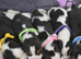 Beautiful beagle puppies