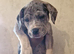 Mastiff x merle /chocolate