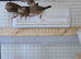 Ths year unsex Java finch