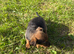 ***Jack Russell pups for sale 2 boys  left ***