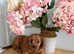 ️STUNNING RUBY F1 CAVAPOO PUPPIES READY NOW️