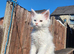 Maine coon