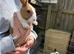 Baby Ditch Bunnies 12 Weeks old Ginger