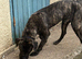 Boerboel x cane corso