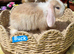 Four gorgeous mini lops for sale