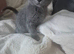 For beautiful grey and grey and white kittens