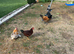 Three months chicks