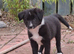 LAST GORGEOUS PUP