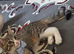 Male tabby