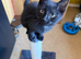 Male kitten