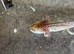 Rescue Axolotl Looking For New Homes