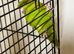 Baby Lineolated Parakeets