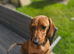 Female dachshund