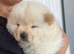 Beautiful 11 Week Old Male Chow Chow – KC Registered