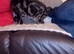 Female Bengal cat 12 months old