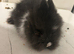 4 lion head rabbits- 9 week old