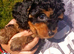 Cavapoo