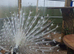 White Silver Pied Peacock &ndash; Fertile Male Full Train