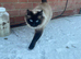 Ragdoll female