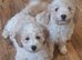 Beautiful very fluffy mailtopoo pups