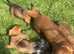 4 little dark red dachshund pups ready too leave