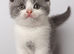 Gorgeous pedigree kittens