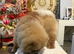 KC registered chow chow for sale