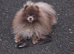 KC reg solid lilac young adult