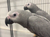 Hand Reared Baby African Greys