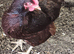 Chicken Hatching Eggs Lucky Dip x6