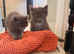 Beautiful fluffy Ragcoon kittens