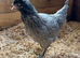 POL chickens various breeds rainbow eggers