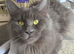Last remaining Female...Stunning Maine Coon Kittens &ndash; Ready Now &ndash; &pound;1000