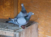 Racing pigeons