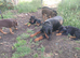 Lovely Euro Doberman pups