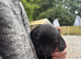 Beautiful cocker spaniel puppies