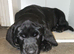Lab Cross