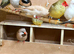 Selection of lovely finches