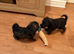 Beautiful Schoodles Pups