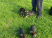 Beautiful mixed litter German shepherds