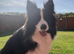 Pedigree border collie female
