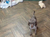 sweeny toy poodle boy is a proven stud