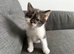 Kitten for sale