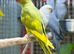 Ring neck parrot