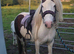 Mare with colt foal at foot