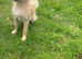 Papillon cross chihuahua