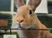 LAST Beautiful female bunny looking for their new homes!