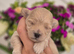 Maltipoo Puppies